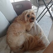 House Sitter - Experience, quality and great care.