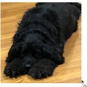 Home Owner wanting sitter in , Australian Capital Territory