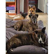 Home Owner wanting sitter in Gold Coast, Queensland