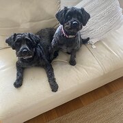 Home Owner wanting sitter in , New South Wales