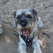 Home Owner wanting sitter in , South Australia