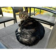 Home Owner wanting sitter in Wagga Wagga, New South Wales