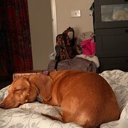 Home Owner wanting sitter in , Victoria