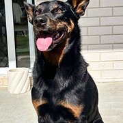 Home Owner wanting sitter in , Queensland