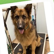 Home Owner wanting sitter in Springfield Lakes , Queensland