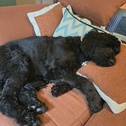 Home Owner wanting sitter in Melbourne , Victoria