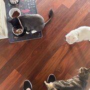 Home Owner wanting sitter in Wollongong, New South Wales