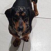 Home Owner wanting sitter in Melbourne, Victoria