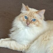 Home Owner wanting sitter in Melbourne, Victoria