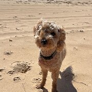 Home Owner wanting sitter in Wollongong, New South Wales