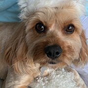 Home Owner wanting sitter in Redcliffe, Brisbane, Queensland