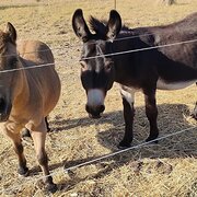 Home Owner wanting sitter in , Tasmania