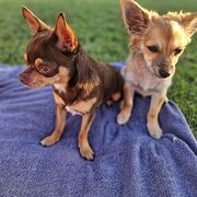 Home Owner wanting sitter in , Queensland