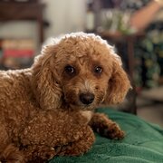 Home Owner wanting sitter in Albury, New South Wales