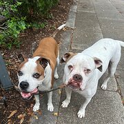 Home Owner wanting sitter in Brisbane , Queensland