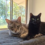 Home Owner wanting sitter in Perth, Western Australia