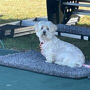 Home Owner wanting sitter in Swansea - 5 Minutes, Newcastle 30 minutes, Sydney 2 hours , New South Wales