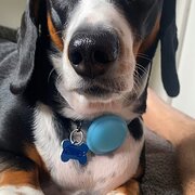 Home Owner wanting sitter in , Victoria