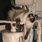 Home Owner wanting sitter in Brisbane, Queensland