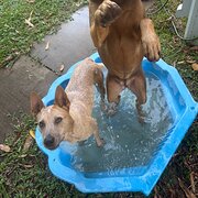 House Sitter - Alice and Ellie 