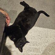 Home Owner wanting sitter in , Queensland