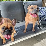 Home Owner wanting sitter in Cairns , Queensland