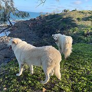 Home Owner wanting sitter in Agnes Water, Queensland