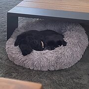 Home Owner wanting sitter in , Victoria