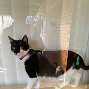 Home Owner wanting sitter in , Victoria