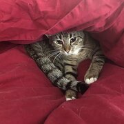 Home Owner wanting sitter in Sydney , New South Wales