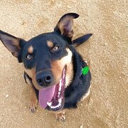 Home Owner wanting sitter in Ipswich, Queensland