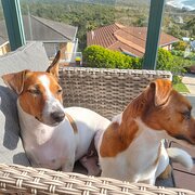 Home Owner wanting sitter in Taree, New South Wales