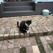 Home Owner wanting sitter in Sydney , New South Wales