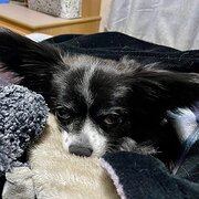 Home Owner wanting sitter in Mandurah, Western Australia