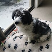 Home Owner wanting sitter in Cranbourne , Victoria