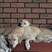 Home Owner wanting sitter in , Victoria