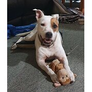 Home Owner wanting sitter in Mackay, Queensland