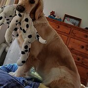 Home Owner wanting sitter in Katoomba, New South Wales