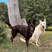 Home Owner wanting sitter in Bathurst, New South Wales