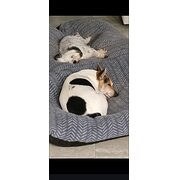 Home Owner wanting sitter in , Queensland