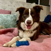 Home Owner wanting sitter in Brisbane , Queensland