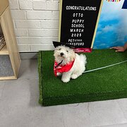 Home Owner wanting sitter in Sydney, New South Wales