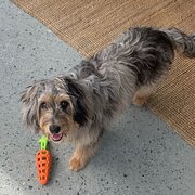 Home Owner wanting sitter in Gold Coast, Queensland