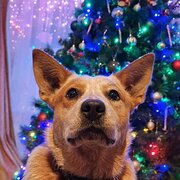 Home Owner wanting sitter in , Victoria