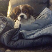 Home Owner wanting sitter in , Queensland