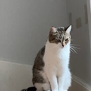 Home Owner wanting sitter in Sydney, New South Wales