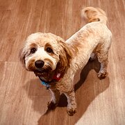 Home Owner wanting sitter in Canberra, Australian Capital Territory