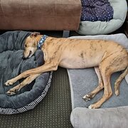 Home Owner wanting sitter in , Queensland