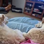 Home Owner wanting sitter in Geelong , Victoria