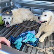 Home Owner wanting sitter in , Queensland